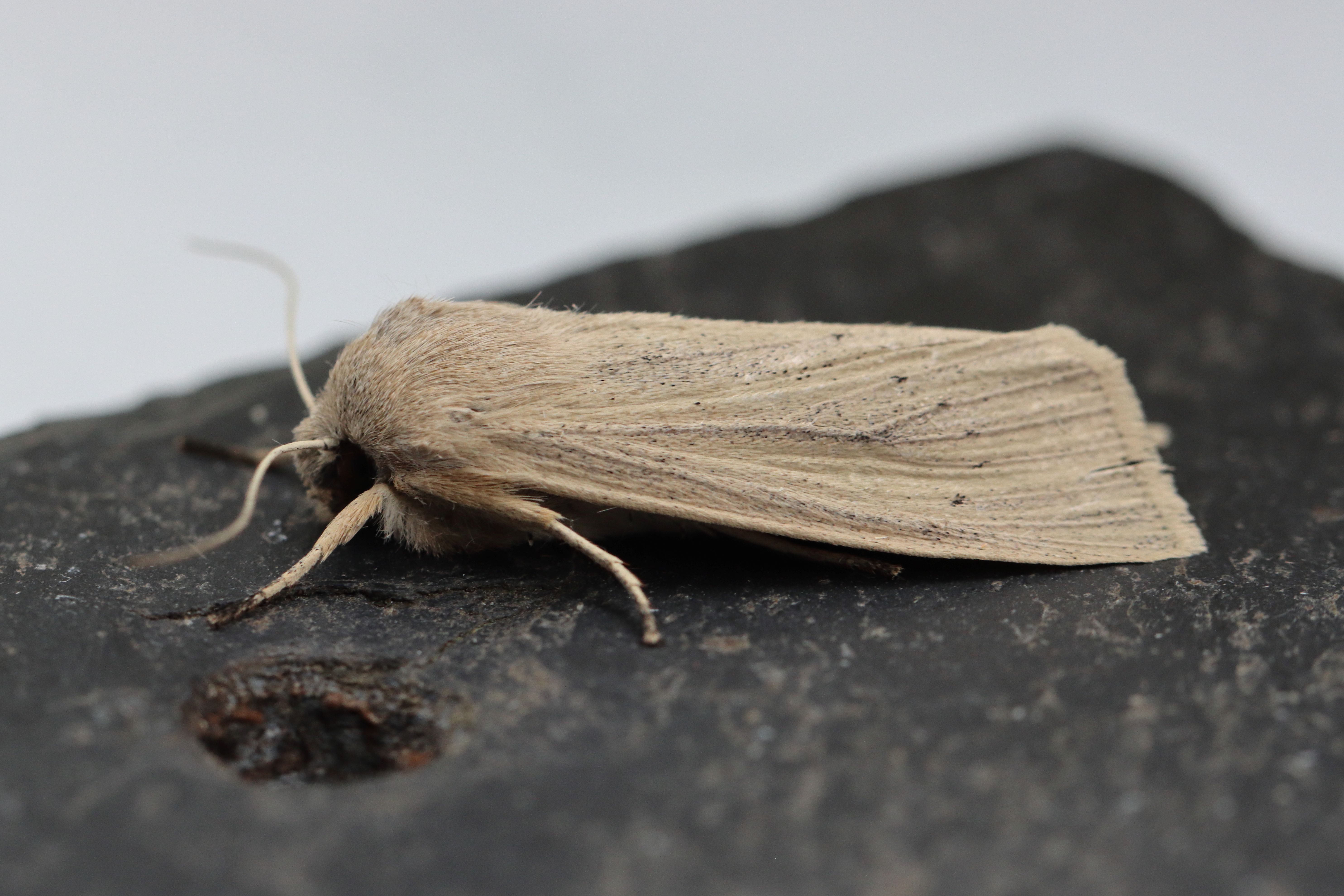 Photo of Large Wainscot (Rhizedra lutosa)